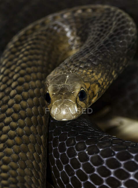 Крупный план восточной коричневой змеи (Pseudonaja textilis) — стоковое фото