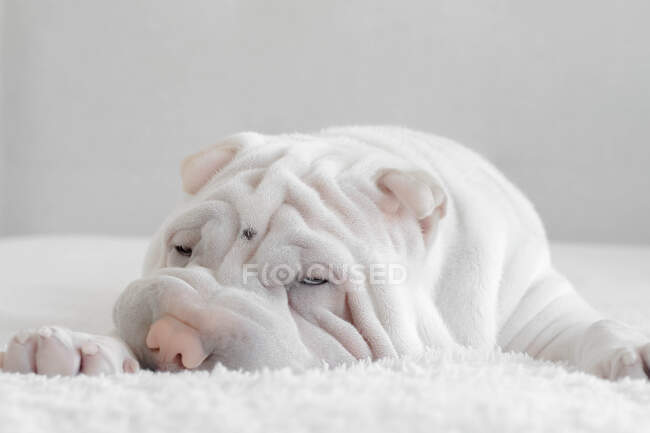 Shar-pei cachorro cão deitado em uma cama — Fotografia de Stock