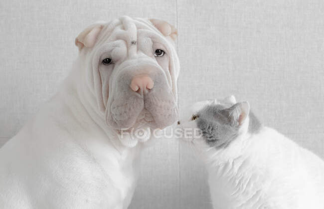 British shorthair cat looking at a shar-pei puppy — Stock Photo