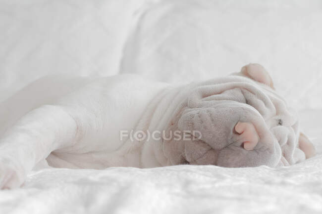 Shar-pei Welpe Hund liegt auf einem Bett — Stockfoto