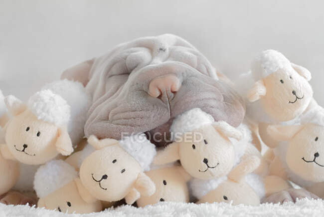 Shar-pei puppy dog sleeping on a stack of soft toys — Stock Photo