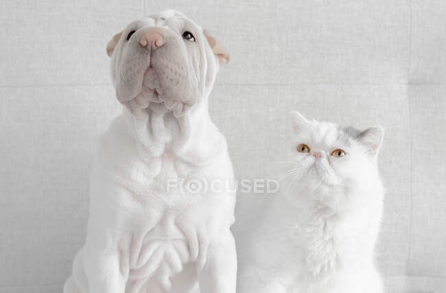 British shorthair cat looking at a shar-pei puppy — Stock Photo