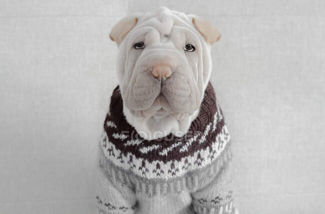 Portrait of a Shar-pei puppy dog  wearing sweater — Stock Photo