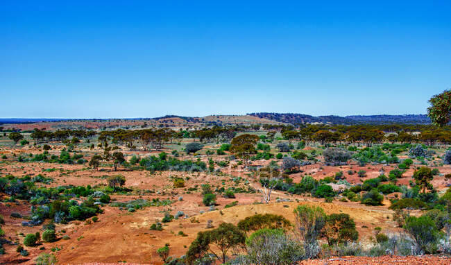 Paisagem do deserto perto de Kalgoorlie, Austrália Ocidental, Austrália — Fotografia de Stock