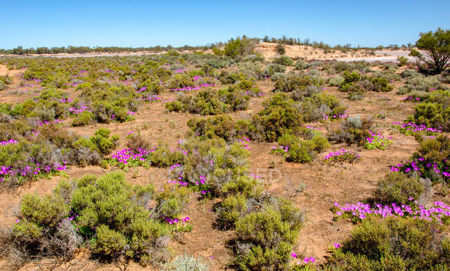 Wüstenlandschaft bei Kalgoorlie, Westaustralien, Australien — Stockfoto