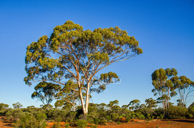 Alberi di gomma nell'entroterra, Pilbara, Australia Occidentale, Australia — Foto stock