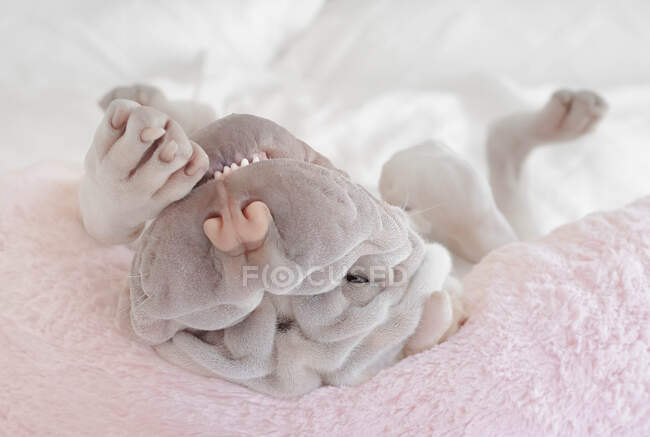 Shar-pei puppy rolling around on a bed — Stock Photo