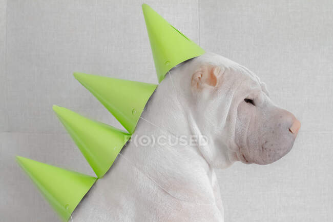 Shar-pei dog dressed up as a dinosaur — Stock Photo