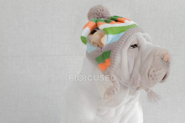 Shar-Pei Hund mit Wollmütze — Stockfoto