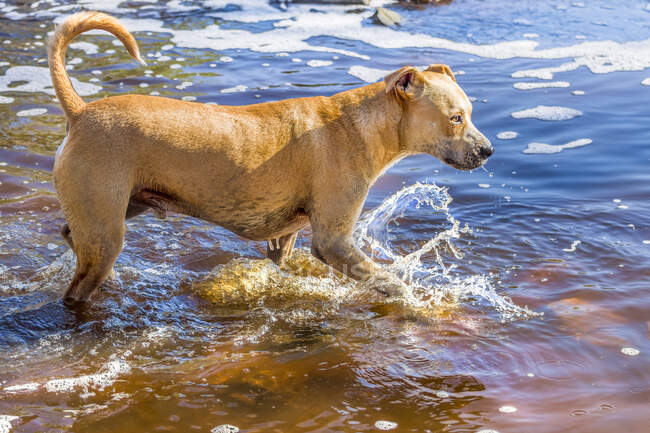 American Staffordshire terrier em pé em um rio — Fotografia de Stock