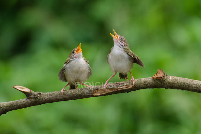 Deux oiseaux prinia à ailes de bar perchés sur une branche, Banten, Indonésie — Photo de stock