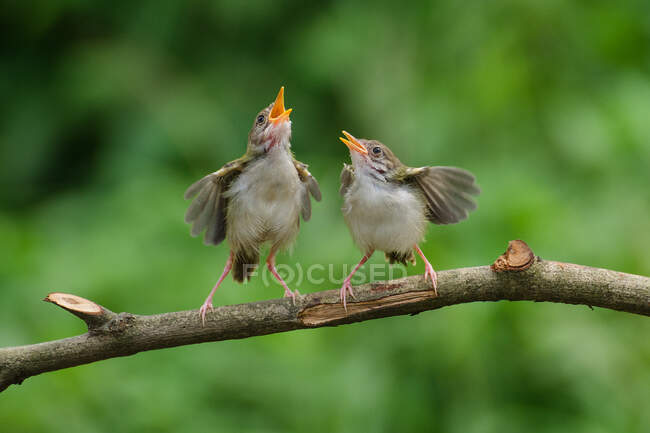 Due uccelli priniani alati a barra appollaiati su un ramo, Banten, Indonesia — Foto stock