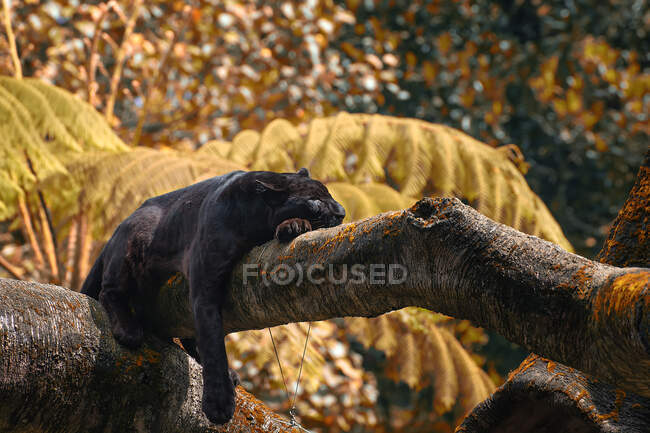Schwarzer Panther liegt in einem Baum, Indonesien — Stockfoto