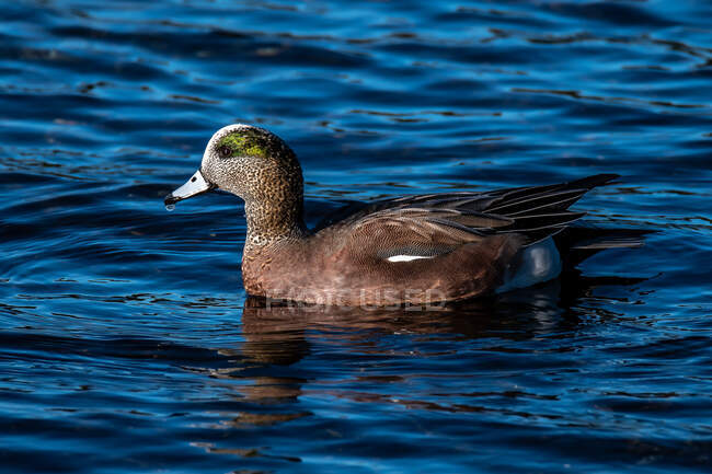 Wigeon d'Amérique nageant dans un lac, Canada — Photo de stock