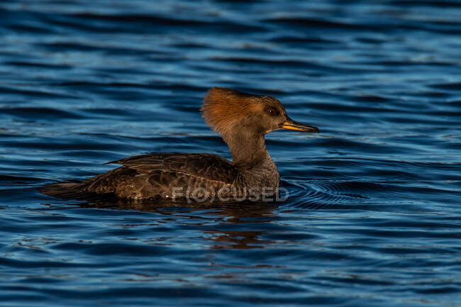 Hooded Merganser swimming in a lake, Canada — Stock Photo