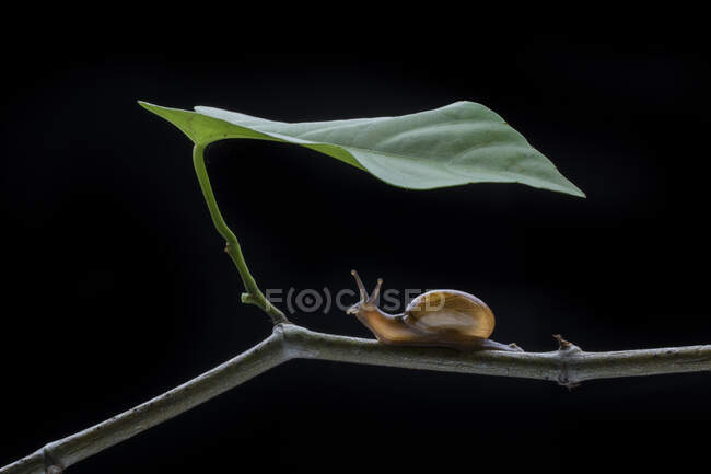 Primer plano de un caracol en una rama, Indonesia - foto de stock