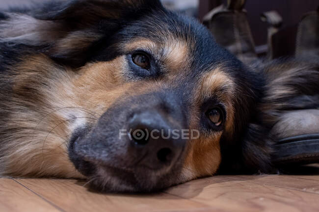 Gros plan d'un chien de berger australien couché sur le sol — Photo de stock