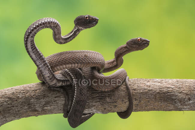 Zwei Schlangen, die sich auf einem Ast verflochten haben, Indonesien — Stockfoto