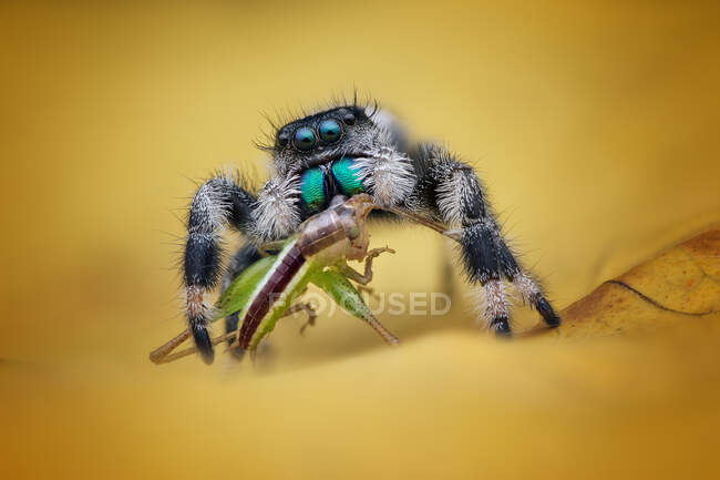 Крупный план прыгающего паука, поедающего насекомое, Индонезия — стоковое фото