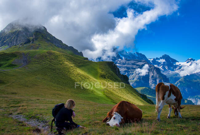 Туристка, стоящая на коленях рядом с коровами в швейцарских Альпах, Швейцария — стоковое фото