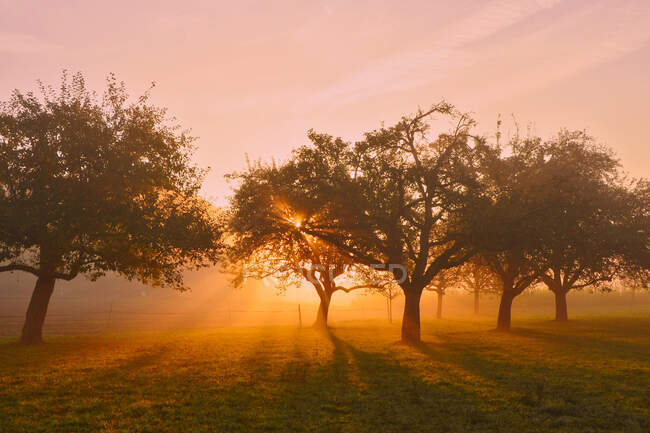 Luce del sole attraverso gli alberi all'alba, Svizzera — Foto stock