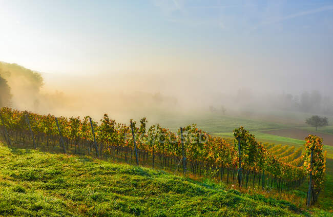 Виноградник на восходе солнца, Швейцария — стоковое фото