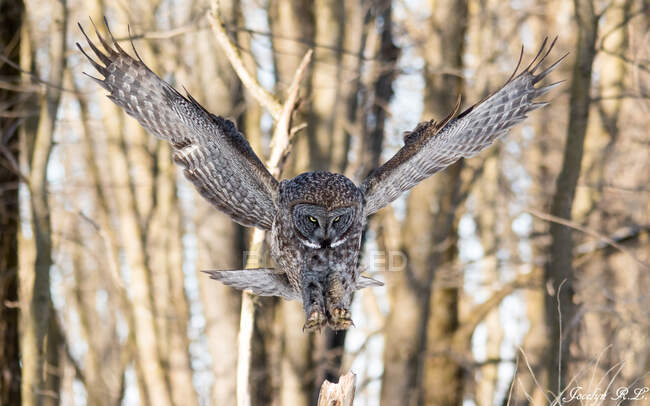 Great Grey owl in flight, Quebec, Canada — Stock Photo