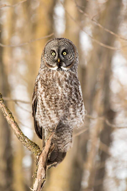 Great Grey owl sitting on a branch, Quebec, Canada — Stock Photo