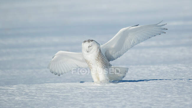 Snowy owl landing, Quebec, Canada — Stock Photo
