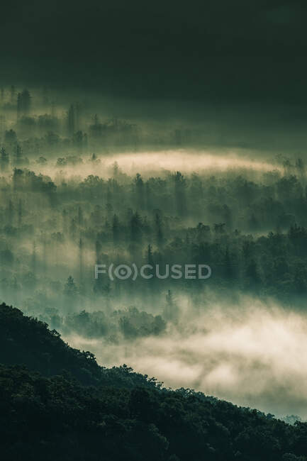 Brouillard matinal au-dessus d'une forêt alpine, Caroline du Nord, États-Unis — Photo de stock