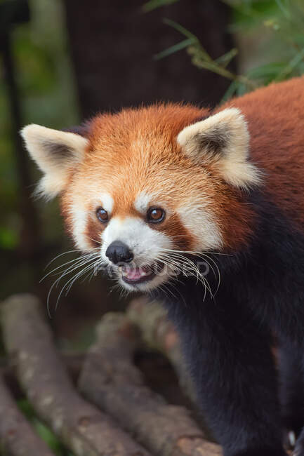 Primer plano de un panda rojo, China - foto de stock