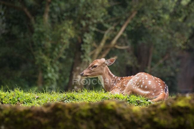 Cerf tacheté couché dans la forêt, Indonésie — Photo de stock