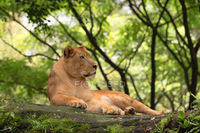 Львица, лежащая под деревом, Национальный парк Крюгера, ЮАР — стоковое фото