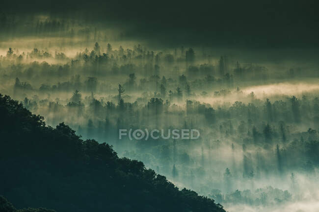Nevoeiro matutino sobre uma floresta alpina, Carolina do Norte, Estados Unidos — Fotografia de Stock