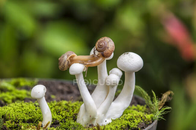 Zwei Schnecken auf Pilzen, Indonesien — Stockfoto