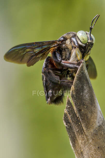 Gros plan d'une abeille, Indonésie — Photo de stock