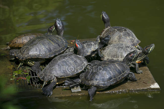 Grupo de tortugas junto a un lago, Japón - foto de stock
