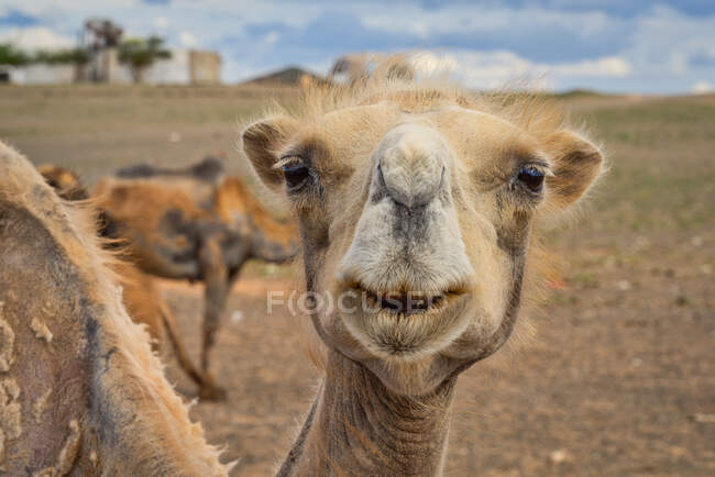 Бактрийский верблюд в пустыне, пустыня Гоби, Булган, Монголия — стоковое фото