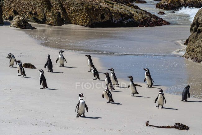 Pingüinos africanos en Boulders Beach, Cabo Occidental, Sudáfrica - foto de stock