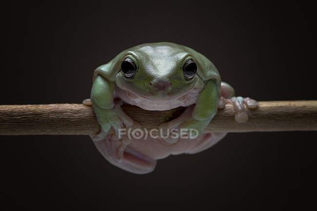 Australian Green Tree Frog em um ramo, Indonésia — Fotografia de Stock