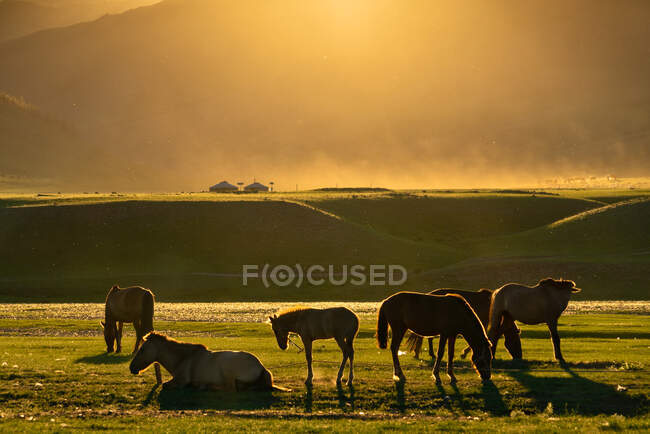 Silhouette de chevaux au coucher du soleil, vallée de la rivière Orkhon, Kharkhorin, province d'Ovorkhangai, Mongolie — Photo de stock