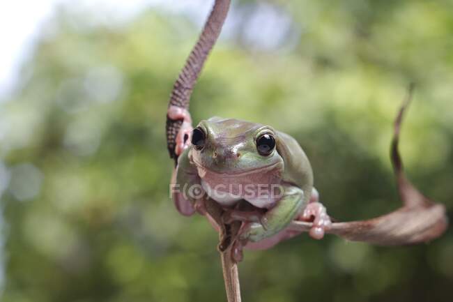 Rana verde australiana en una rama, Indonesia - foto de stock