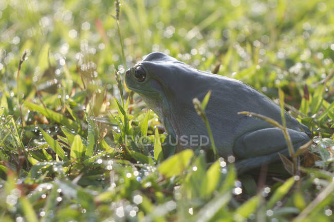 Australian Green Tree Frog sentado na grama molhada, Indonésia — Fotografia de Stock