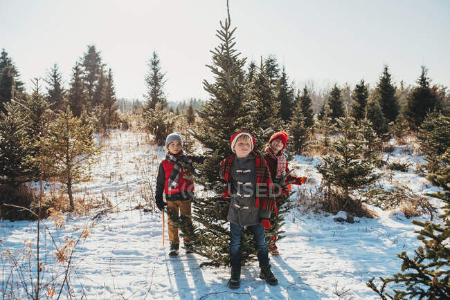 Tres niños eligen un árbol de Navidad en una granja de árboles de Navidad, Estados Unidos - foto de stock
