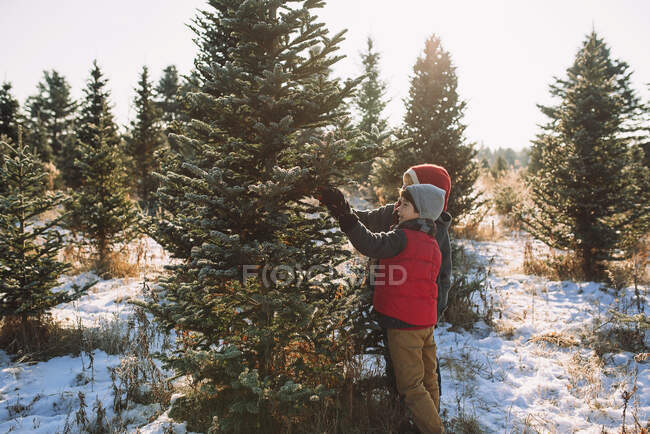 Garçons choisissant arbre de Noël à la ferme enneigée — Photo de stock