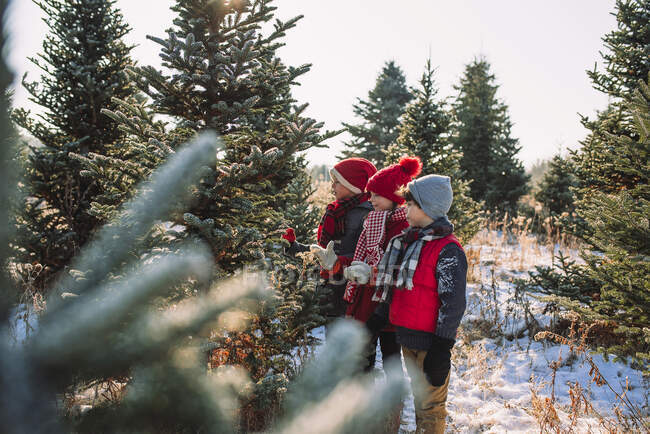 Tres niños eligiendo el árbol de Navidad en la granja nevada - foto de stock