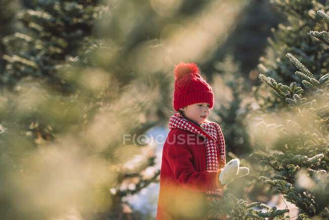 Chica eligiendo un árbol de Navidad en una granja de árboles de Navidad, Estados Unidos - foto de stock