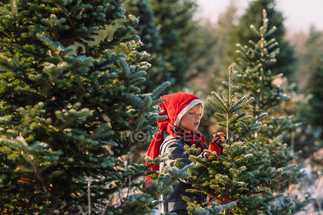 Niño eligiendo un árbol de Navidad en una granja de árboles de Navidad, Estados Unidos - foto de stock