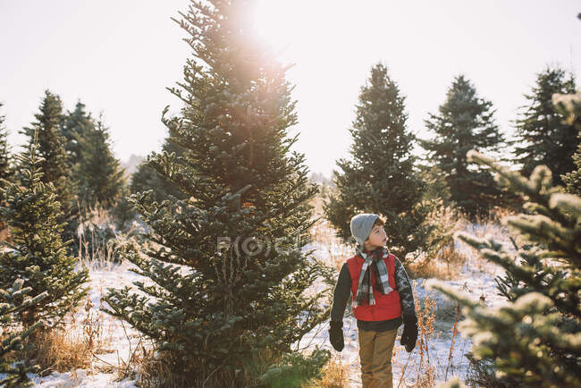 Menino escolhendo uma árvore de Natal em uma fazenda de árvore de Natal, Estados Unidos — Fotografia de Stock
