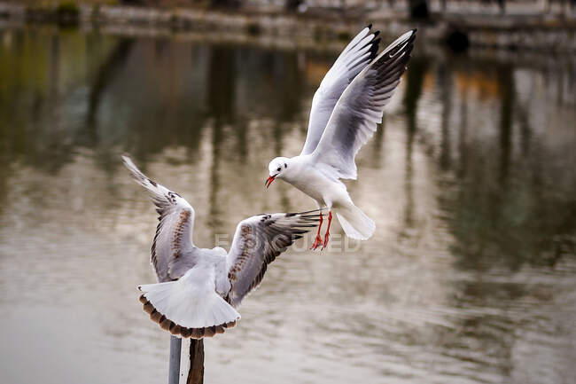 Dos pájaros peleando, Japón - foto de stock